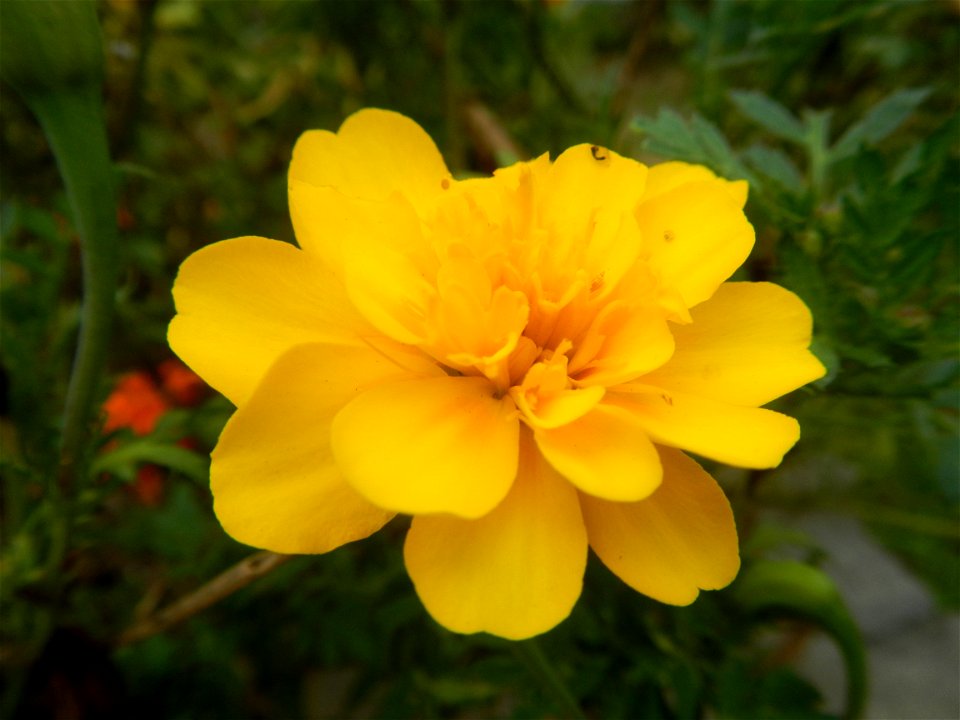 Tagetes patula 'Bonanza Yellow' A spider upon Tagetes erecta French Marigold in Barangay Pagala 14°58'14"N   120°53'26"E Baliuag, Bulacan, Bulacan province, (accessed from Cagayan Valley Road, Baliuag