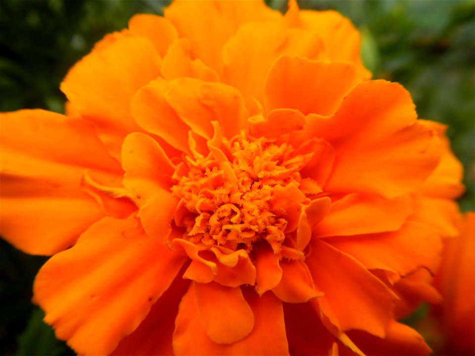 Tagetes patula 'Orange Boy' Tagetes patula 'Bonanza Yellow' A spider upon Tagetes erecta French Marigold in Barangay Pagala 14°58'14"N   120°53'26"E Baliuag, Bulacan, Bulacan province, (accessed from 