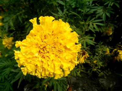 Tagetes patula 'Bonanza Yellow' A spider upon Tagetes erecta French Marigold in Barangay Pagala 14°58'14"N   120°53'26"E Baliuag, Bulacan, Bulacan province, (accessed from Cagayan Valley Road, Baliuag