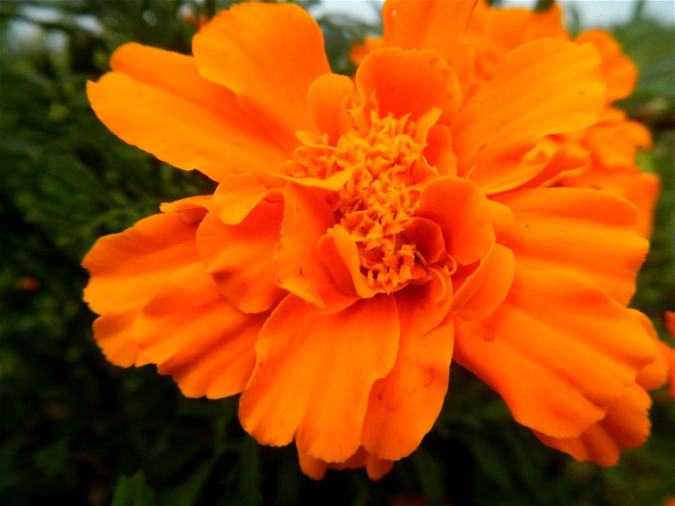 Tagetes patula 'Orange Boy' Tagetes patula 'Bonanza Yellow' A spider upon Tagetes erecta French Marigold in Barangay Pagala 14°58'14"N   120°53'26"E Baliuag, Bulacan, Bulacan province, (accessed from 