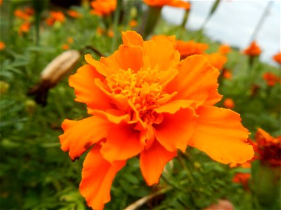 Tagetes patula 'Orange Boy' Tagetes patula 'Bonanza Yellow' A spider upon Tagetes erecta French Marigold in Barangay Pagala 14°58'14"N   120°53'26"E Baliuag, Bulacan, Bulacan province, (accessed from 