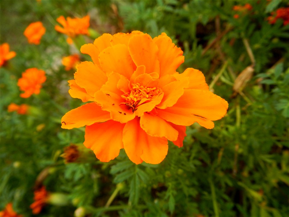 Tagetes patula 'Orange Boy' Tagetes patula 'Bonanza Yellow' A spider upon Tagetes erecta French Marigold in Barangay Pagala 14°58'14"N   120°53'26"E Baliuag, Bulacan, Bulacan province, (accessed from 