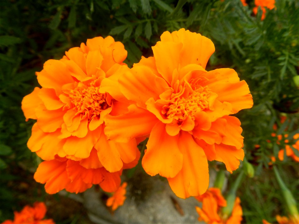 Tagetes patula 'Orange Boy' Tagetes patula 'Bonanza Yellow' A spider upon Tagetes erecta French Marigold in Barangay Pagala 14°58'14"N   120°53'26"E Baliuag, Bulacan, Bulacan province, (accessed from 