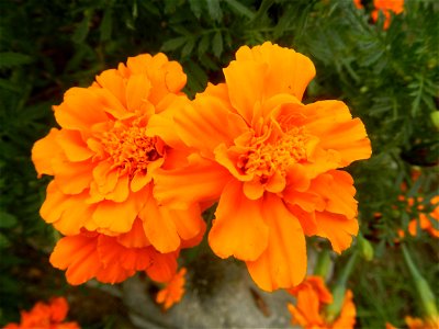 Tagetes patula 'Orange Boy' Tagetes patula 'Bonanza Yellow' A spider upon Tagetes erecta French Marigold in Barangay Pagala 14°58'14"N   120°53'26"E Baliuag, Bulacan, Bulacan province, (accessed from 