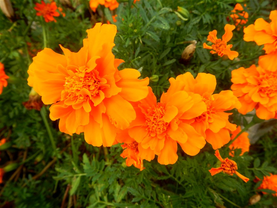 Tagetes patula 'Orange Boy' Tagetes patula 'Bonanza Yellow' A spider upon Tagetes erecta French Marigold in Barangay Pagala 14°58'14"N   120°53'26"E Baliuag, Bulacan, Bulacan province, (accessed from 