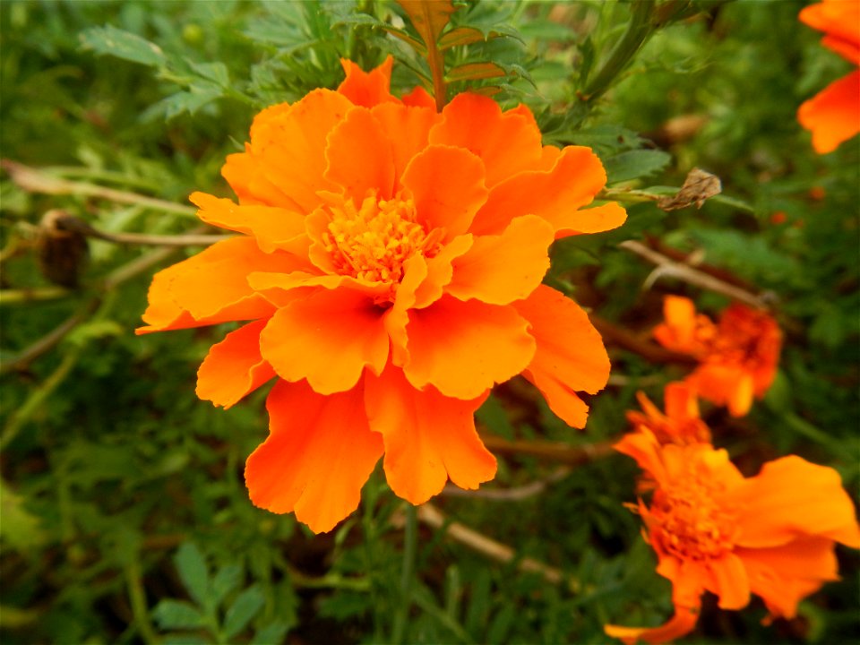 Tagetes patula 'Orange Boy' Tagetes patula 'Bonanza Yellow' A spider upon Tagetes erecta French Marigold in Barangay Pagala 14°58'14"N   120°53'26"E Baliuag, Bulacan, Bulacan province, (accessed from 