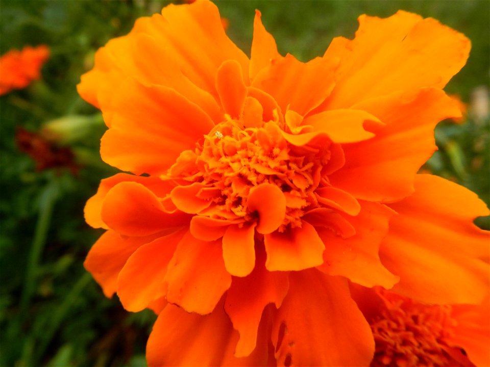 Tagetes patula 'Orange Boy' Tagetes patula 'Bonanza Yellow' A spider upon Tagetes erecta French Marigold in Barangay Pagala 14°58'14"N   120°53'26"E Baliuag, Bulacan, Bulacan province, (accessed from 