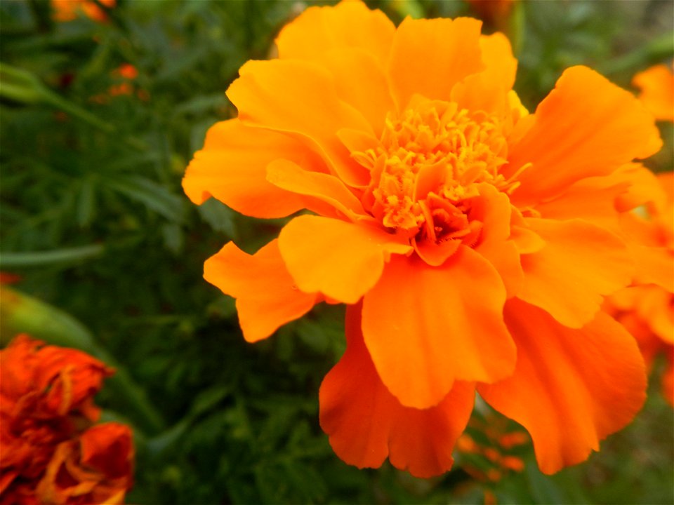 Tagetes patula 'Orange Boy' Tagetes patula 'Bonanza Yellow' A spider upon Tagetes erecta French Marigold in Barangay Pagala 14°58'14"N   120°53'26"E Baliuag, Bulacan, Bulacan province, (accessed from 