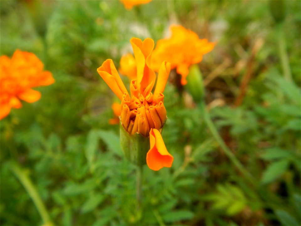 Tagetes patula 'Orange Boy' Tagetes patula 'Bonanza Yellow' A spider upon Tagetes erecta French Marigold in Barangay Pagala 14°58'14"N   120°53'26"E Baliuag, Bulacan, Bulacan province, (accessed from 