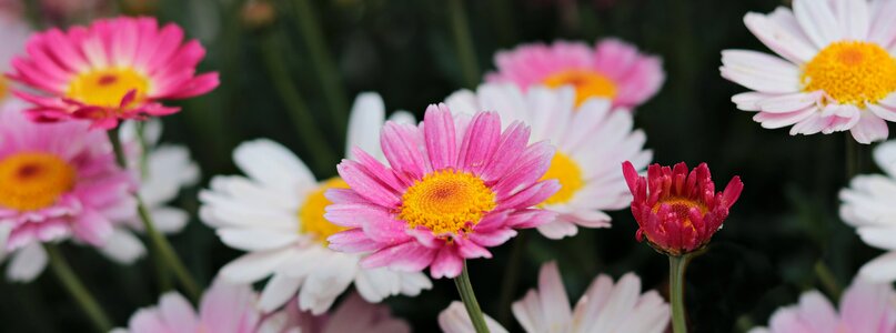 Summer floral daisies