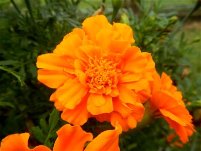 Tagetes patula 'Orange Boy' Tagetes patula 'Bonanza Yellow' A spider upon Tagetes erecta French Marigold in Barangay Pagala 14°58'14"N   120°53'26"E Baliuag, Bulacan, Bulacan province, (accessed from 