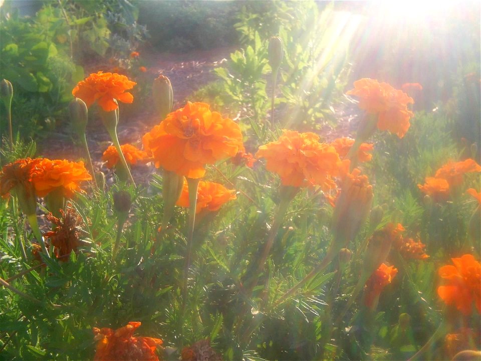 Image title: African marigold tagetes erecta
Image from Public domain images website, http://www.public-domain-image.com/full-image/flora-plants-public-domain-images-pictures/flowers-public-domain-ima