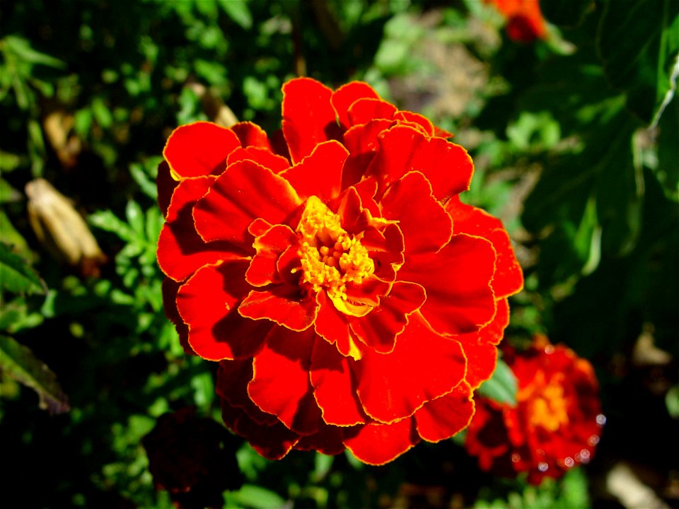Image title: Bright red marigold Calrkson western Australia
Image from Public domain images website, http://www.public-domain-image.com/full-image/flora-plants-public-domain-images-pictures/flowers-pu