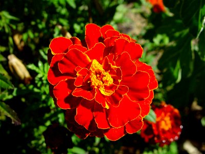 Image title: Bright red marigold Calrkson western Australia
Image from Public domain images website, http://www.public-domain-image.com/full-image/flora-plants-public-domain-images-pictures/flowers-pu
