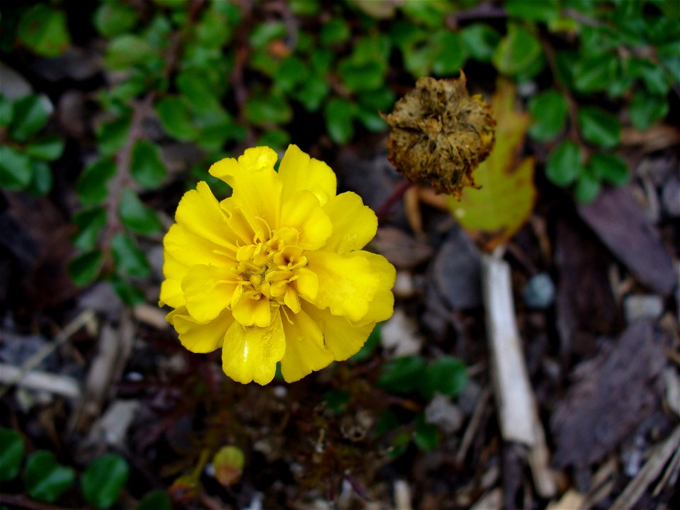 I am the originator of this photo. I hold the copyright. I release it to the public domain. This photo depicts a flower.