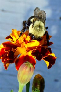 bumblebee nectaring on marigold flower, taken on my front porch in central Wisconsin with Sanyo VPC-5500 digital camera