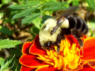 side view of bumblebee nectaring on Tagetes erecta photo