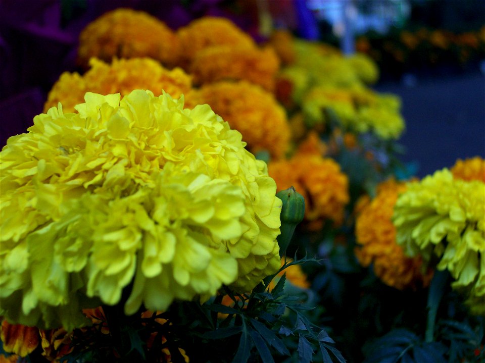 La flor principal de la celebración es el cempazúchitl
Photo taken in Xochimilco, D. F. Mexico.
November the 2nd, Day of Deads, a tradicional celebration in Mexico.
SPANISH: 

Fotos tomadas en Xochimi