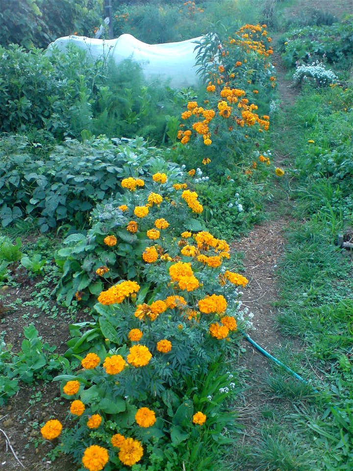 A flower garden next to the house of a small farmstead in the Coromandel Peninsula, New Zealand.