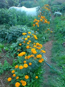 A flower garden next to the house of a small farmstead in the Coromandel Peninsula, New Zealand.
