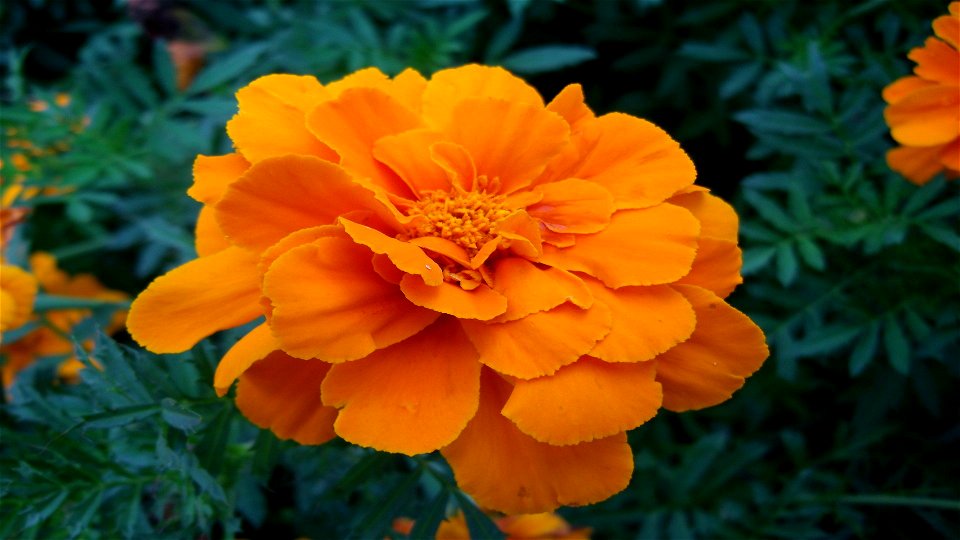Fleur206