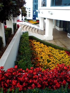A flower bed somewhere in Newmarket, Auckland City, New Zealand. photo