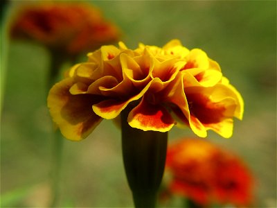 French marigold (Tagetes patula) cultivar blooming in Pittsburgh