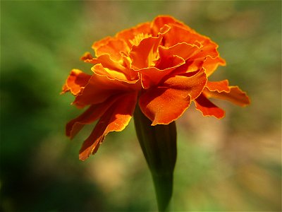 French marigold (Tagetes patula) cultivar blooming in Pittsburgh