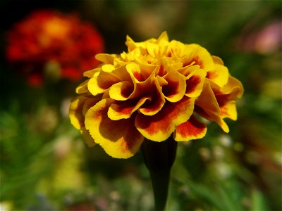French marigold (Tagetes patula) cultivar blooming in Pittsburgh photo