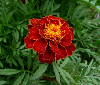 French marigold Tagetes patula, possibly a hybrid cultivar. Ukraine.