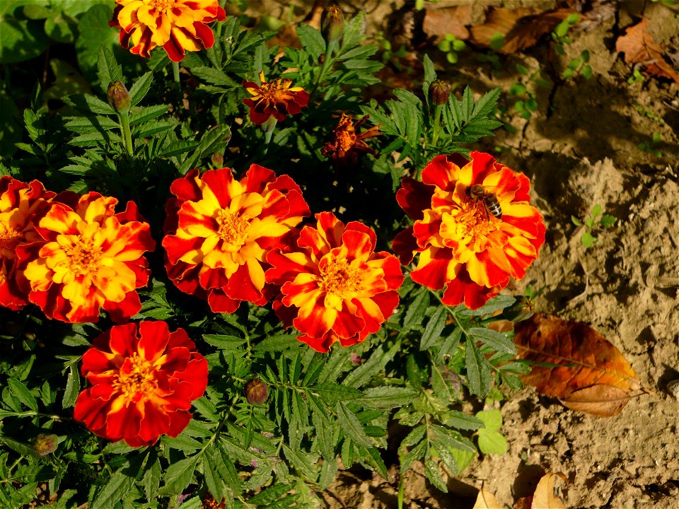 garden cultivar of Tagetes
