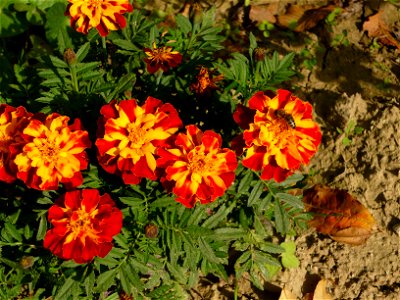 garden cultivar of Tagetes