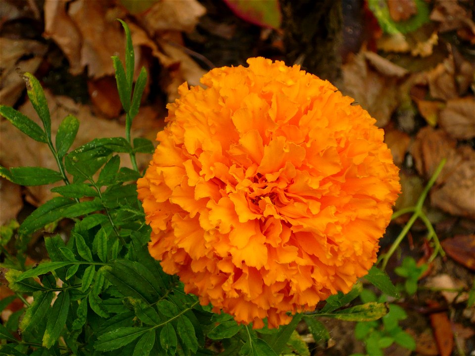 garden cultivar of Tagetes