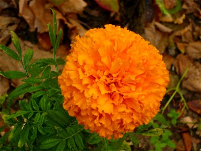 garden cultivar of Tagetes