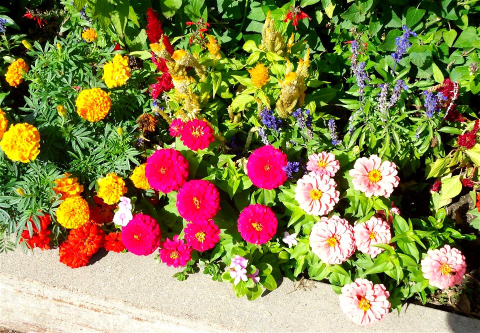  ; Flowers, trees, and other plant stuff
A random assortment of flowers