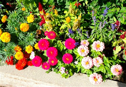  ; Flowers, trees, and other plant stuff
A random assortment of flowers