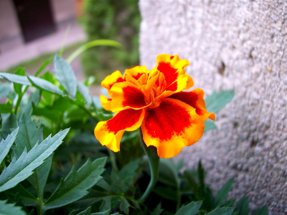 Tagetes patula