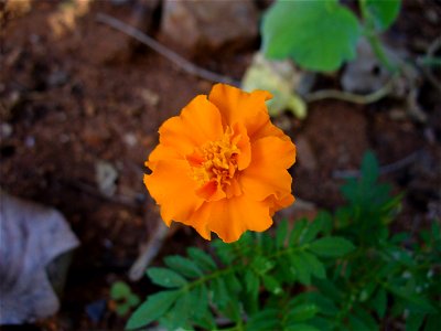 I am the originator of this photo. I hold the copyright. I release it to the public domain. This photo depicts a flower in the Tagetes genus. photo