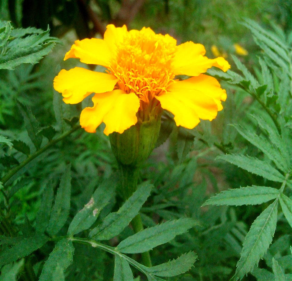 Close-ups of Tagetes flowers..