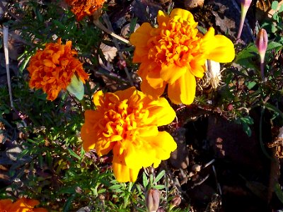 Tagetes patula flower close up, Dehesa Boyal de Puertollano, Spain photo