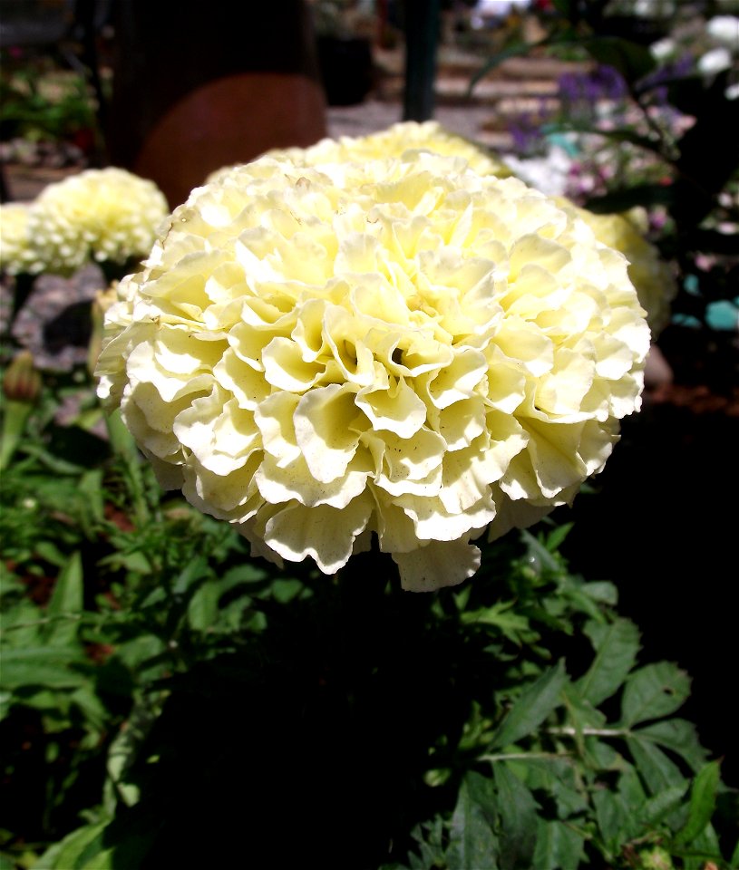 Tagetes patula 'Marigold' at the San Diego County Fair, California, USA. Identified by exhibitor's sign.