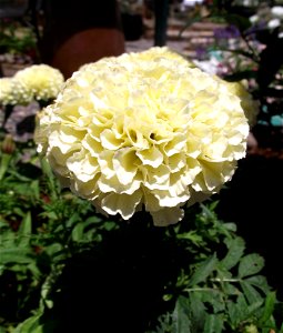 Tagetes patula 'Marigold' at the San Diego County Fair, California, USA. Identified by exhibitor's sign.
