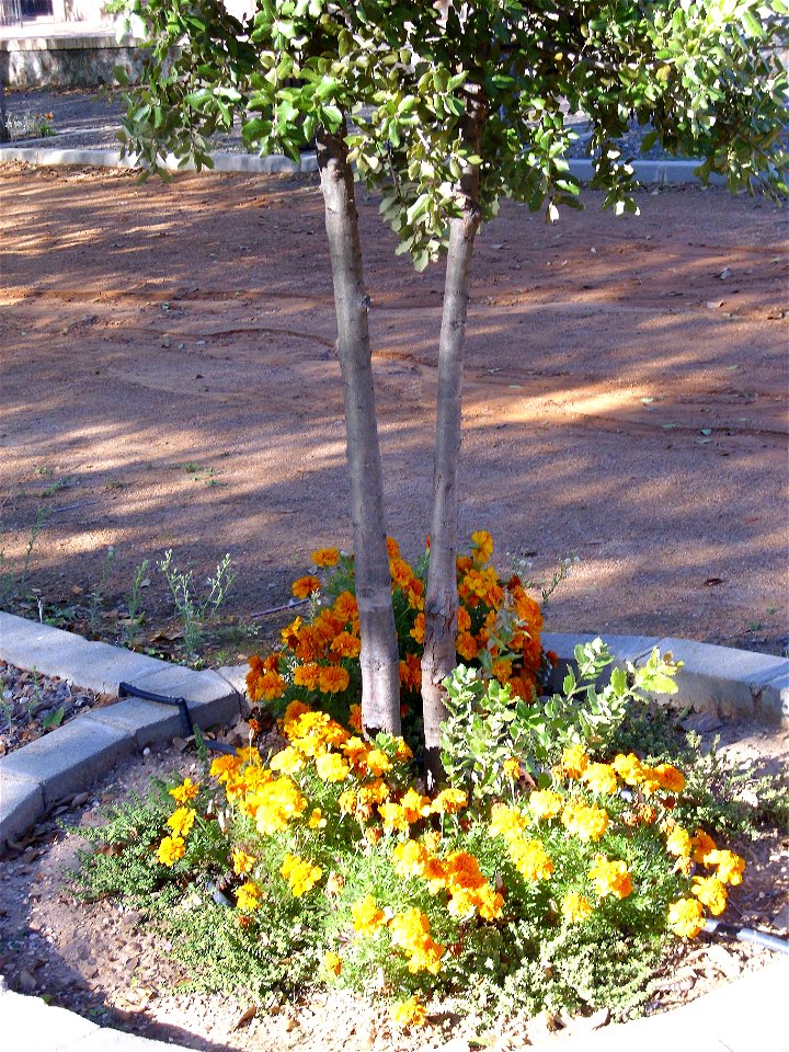 Tagetes patula habit, Dehesa Boyal de Puertollano, Spain