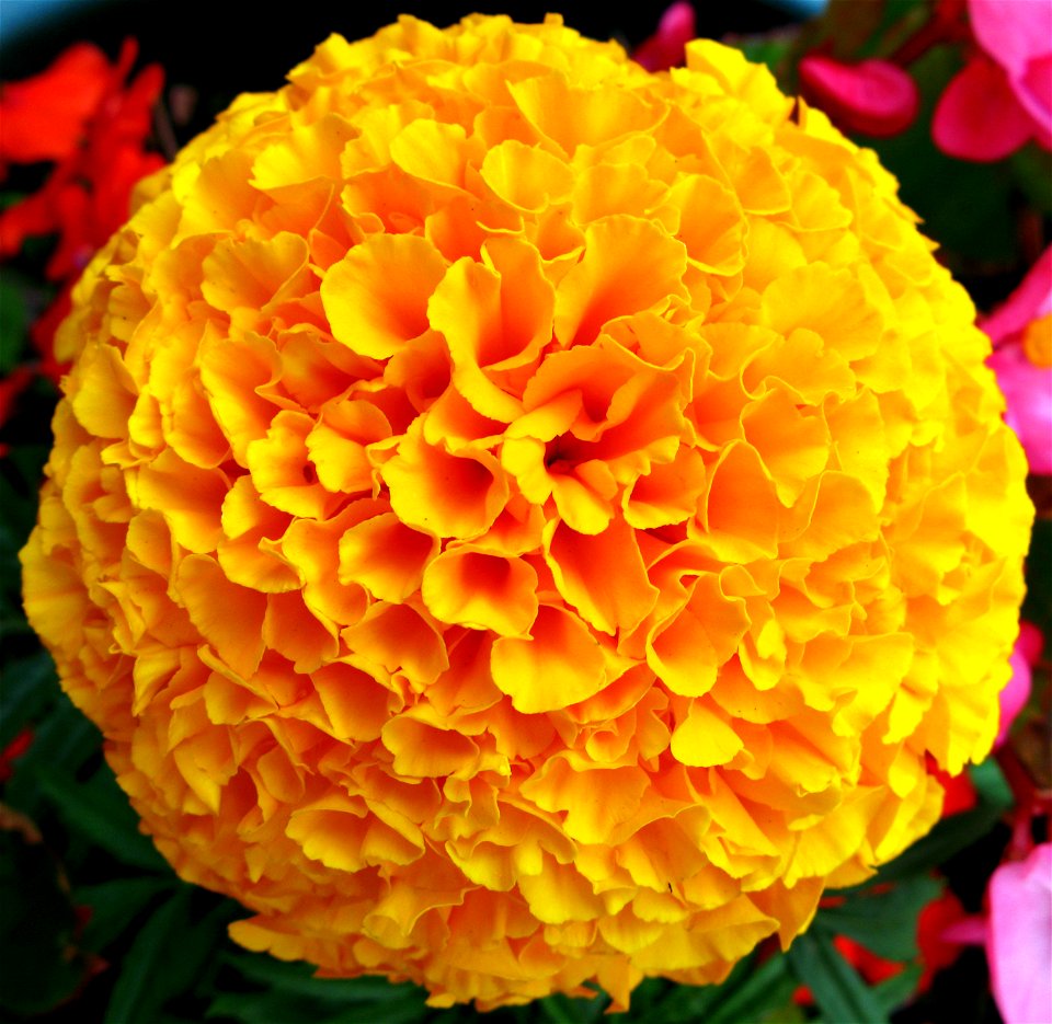 Photo I took last Summer (2007) the flower was growing in a patio pot.