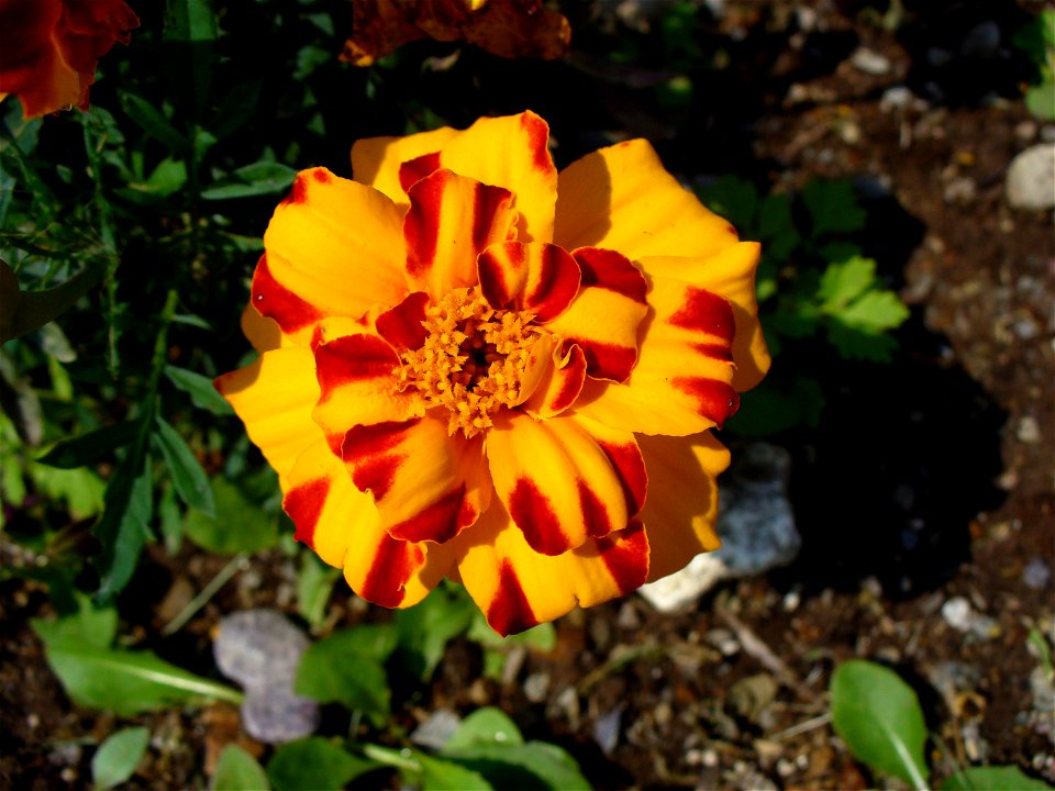I am the originator of this photo. I hold the copyright. I release it to the public domain. This photo depicts a flower.
