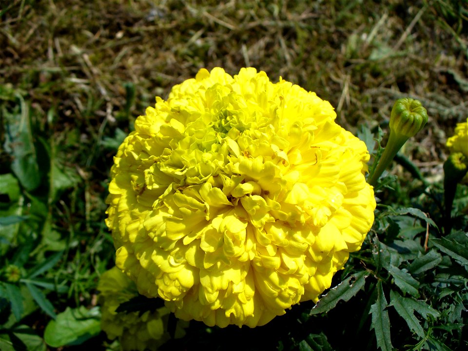 I am the originator of this photo. I hold the copyright. I release it to the public domain. This photo depicts a flower.