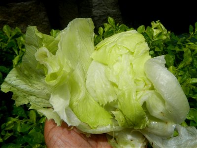 Letsugas Lettuce Asteraceae Letsugas Lactuca sativa Linn. Wo ju in Poblacion, Baliuag, Bulacan Timeline of the 2020 coronavirus pandemic in the Philippines 2020 coronavirus pandemic in the Philippin photo