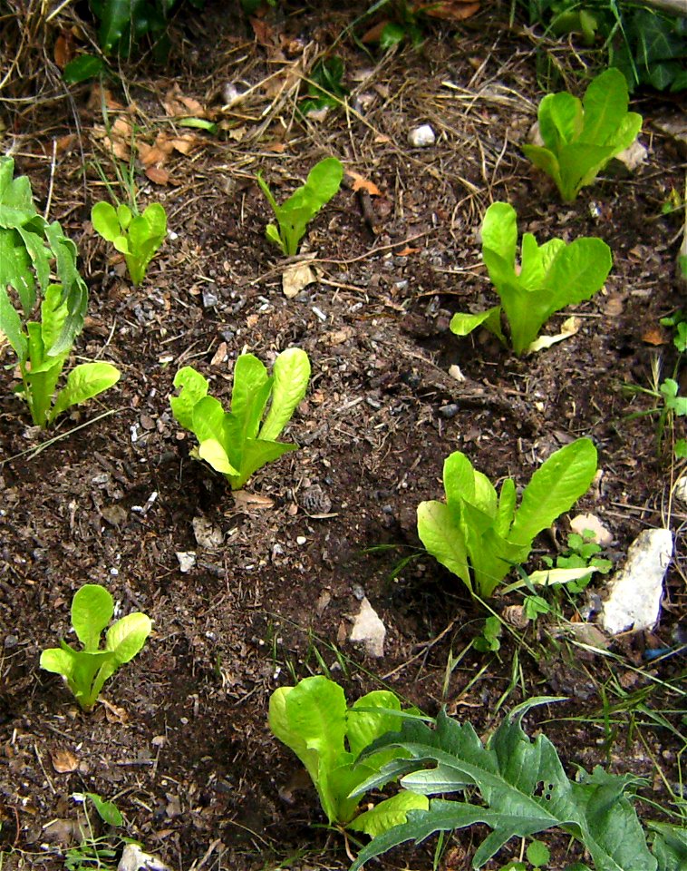 Lettuce, Lactuca sativa, young plants, var. romaine cultivated,Castelltallat, Catalonia