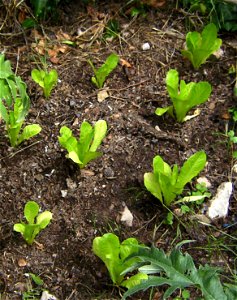 Lettuce, Lactuca sativa, young plants, var. romaine cultivated,Castelltallat, Catalonia