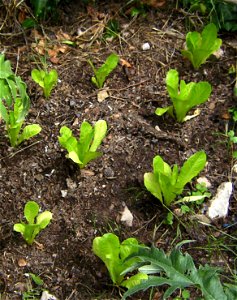 Lettuce, Lactuca sativa, young plants, var. romaine cultivated,Castelltallat, Catalonia photo